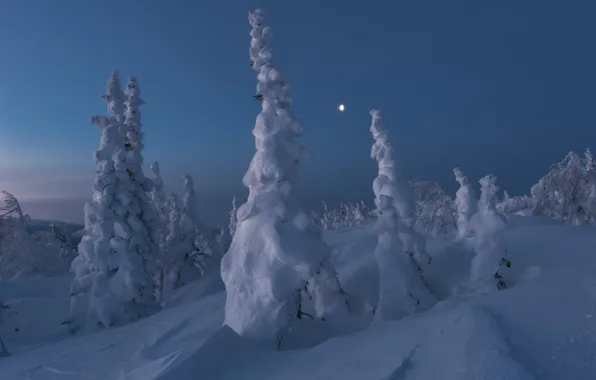 Picture snow, trees, landscape, nature, dawn, the moon, ate, Michael Turkei