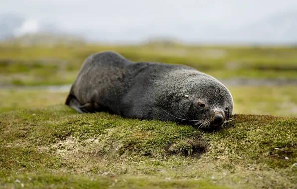 Animal, mole, ground