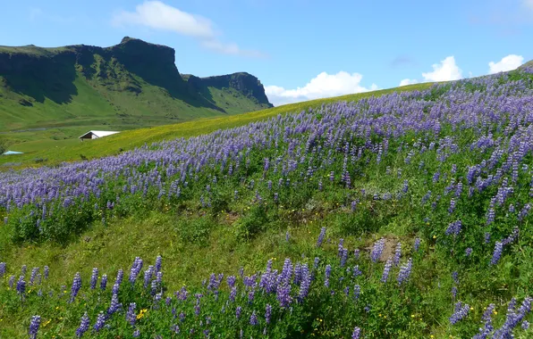 Greens, field, summer, the sky, clouds, flowers, mountains, slope