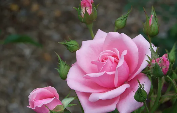 Background, rose, buds