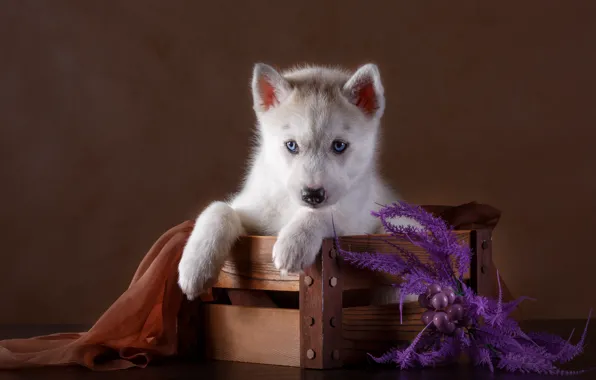 Picture puppy, fabric, box, husky, decor
