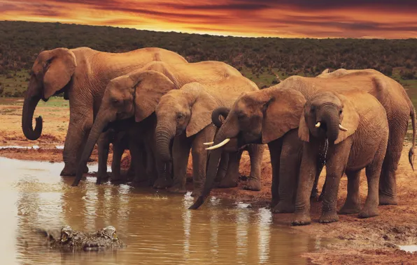 River, shore, elephant, crocodile, Africa, elephants, drink, pond