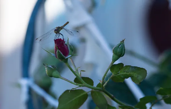 Summer, nature, blue, rose, plant, dragonfly, beautiful, cottage