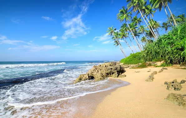 Sand, sea, beach, palm trees, shore, summer, beach, sea