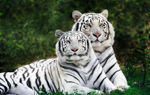 Pair, two, tigers