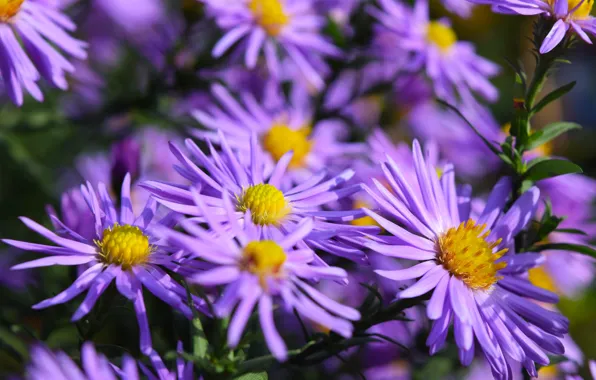 Autumn, purple, flowers, yellow, widescreen, Oktyabrina