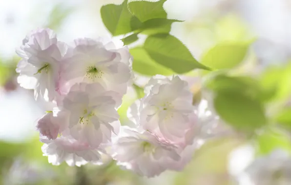 Leaves, light, flowers, branch, spring, Sakura, white, flowering