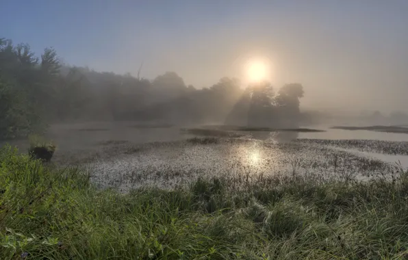 Picture forest, summer, grass, the sun, light, fog, lake, dawn