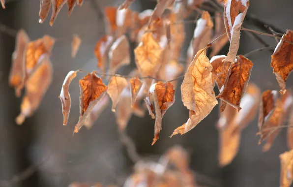 Autumn, leaves, nature