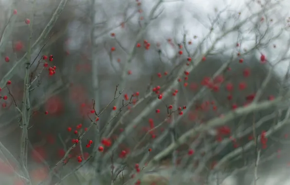 Branches, nature, berries