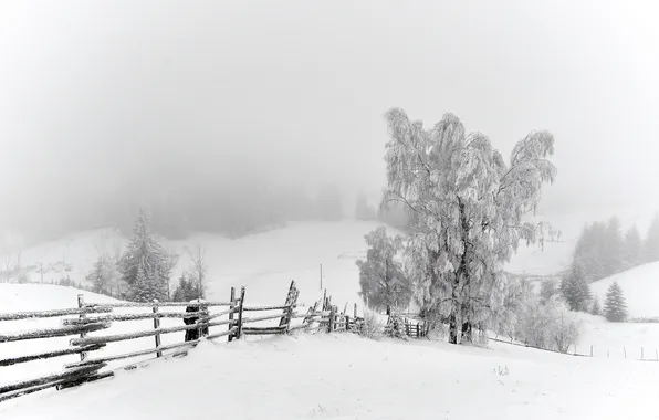 Winter, snow, trees, the fence