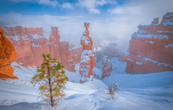 Winter, snow, tree, rocks, Utah, Bryce Canyon, pine, Utah