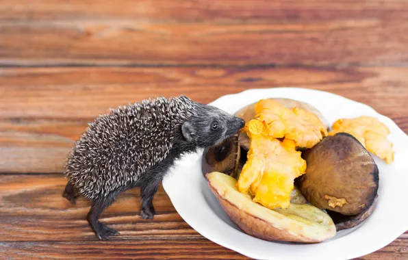Pose, mushrooms, flooring, plate, muzzle, floor, hedgehog, the smell