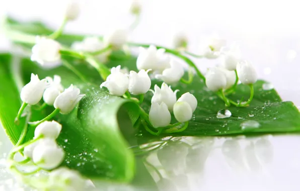White, flowers, lilies of the valley