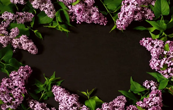 Flowers, branches, flowers, lilac, lilac, frame