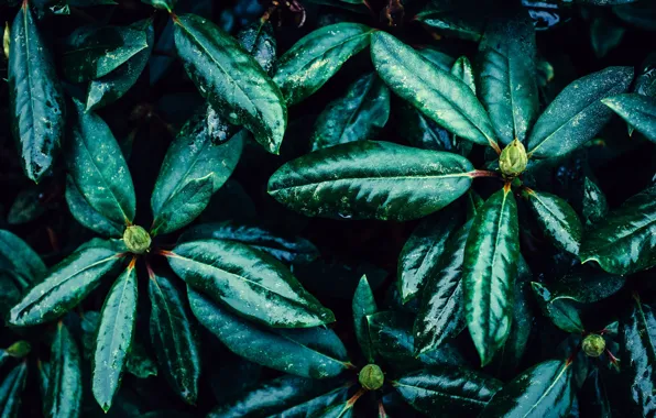 Leaves, rhododendron, Azalea