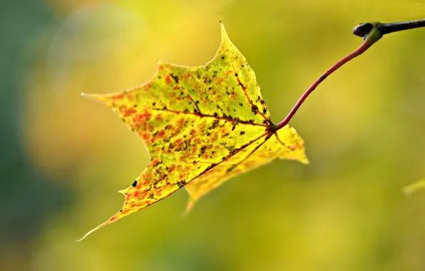 Picture autumn, macro, sheet, blur
