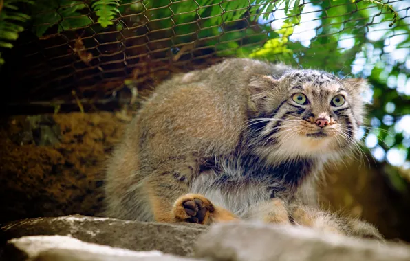 Look, face, leaves, mesh, sitting, zoo, bokeh, manul
