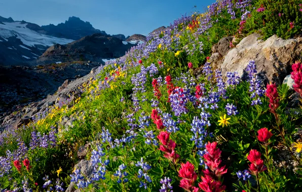 The sky, flowers, mountains, slope, meadow