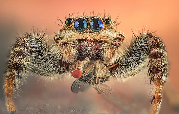 Macro, fly, eyes, mining, jumper, Farouk