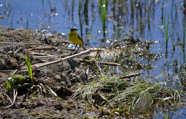 Picture nature, river, bird