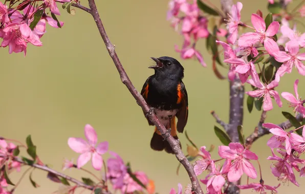 Flowers, branches, bird, spring, flowering, bokeh