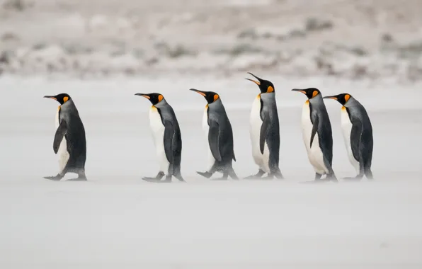 Birds, shore, penguins, rank, step
