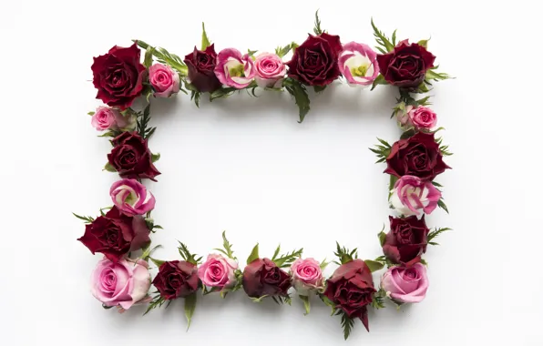 Flowers, roses, red, pink, pink, flowers, roses, frame