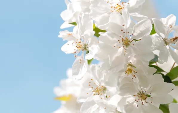 Picture the sky, macro, spring, petals, garden