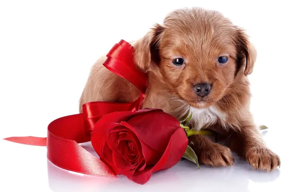 Picture rose, small, tape, puppy