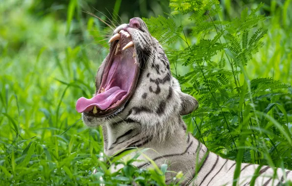 GRASS, GREENS, MOUTH, TIGER, LANGUAGE, FANGS, PREDATOR, ALBINO