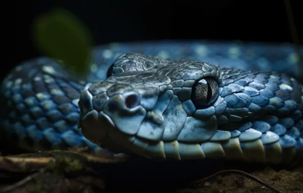 Look, Snake, Eyes, Face, Reptile, The dark background, Animal, Digital art