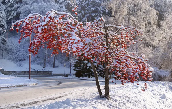 Winter, tree, Belokurikha, Altay