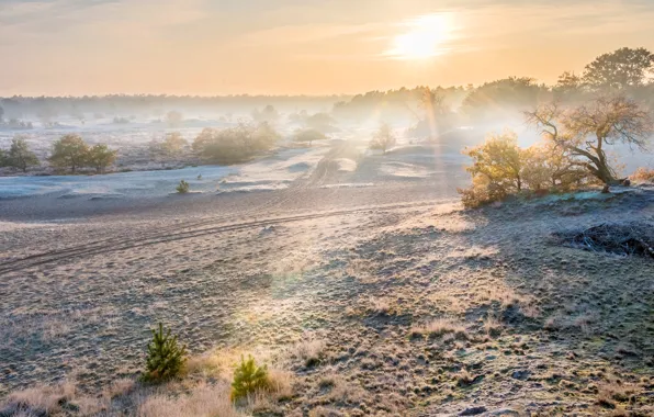 Winter, road, field, forest, the sky, grass, the sun, rays