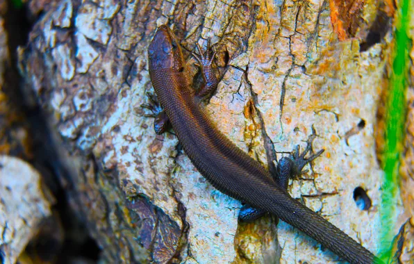Animals, lizard, reptile, sand worm