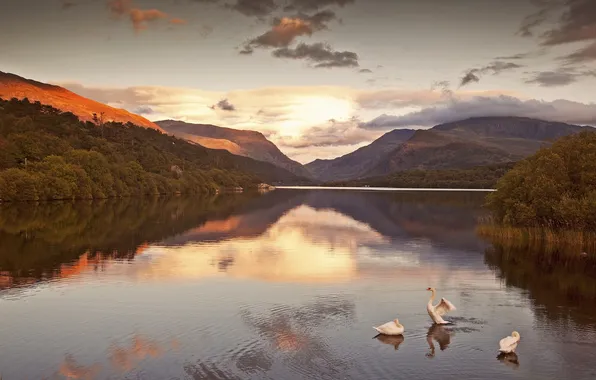 Forest, the sky, clouds, sunset, mountains, lake, bird, swans