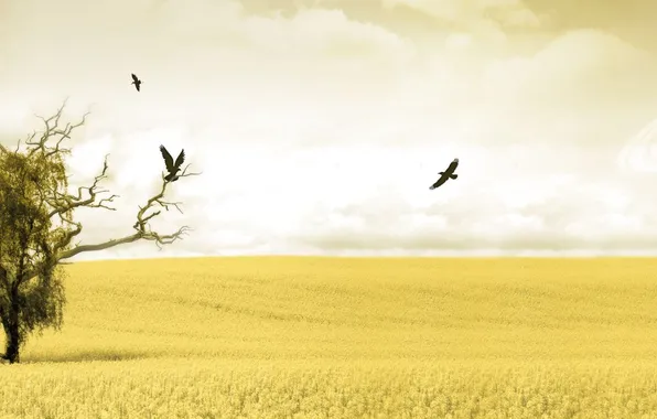 Picture field, the sky, birds, yellow, tree