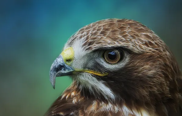Bird, feathers, beak, Falcon, Detlef Knapp