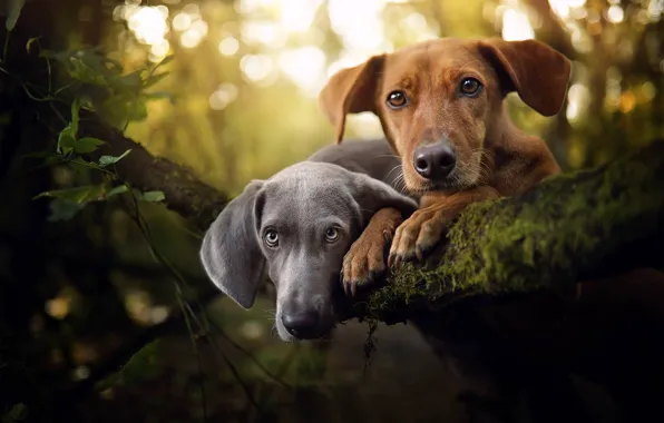 Picture look, portrait, a couple, two dogs, faces