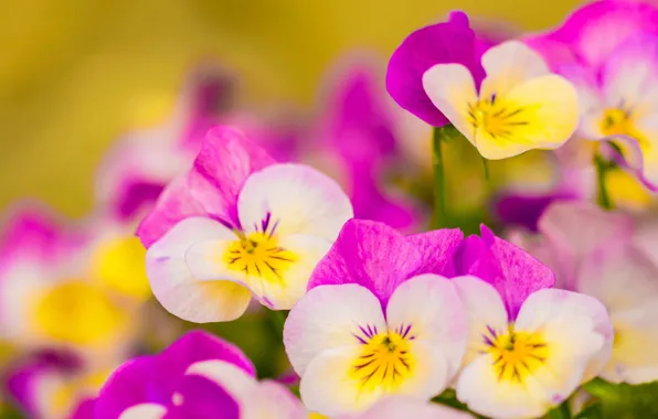 Macro, Pansy, Viola tricolor