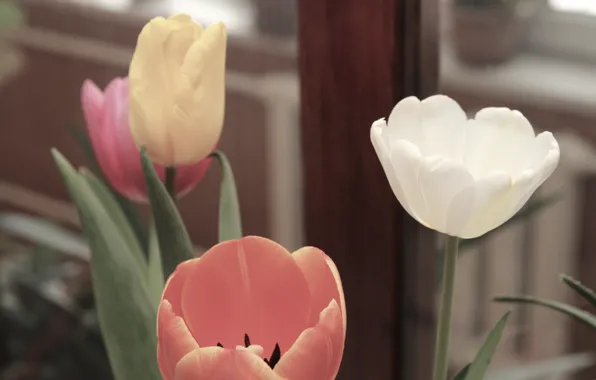 Flowers, calm, beauty, spring, celebration