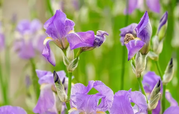 Flowers, irises, light green background