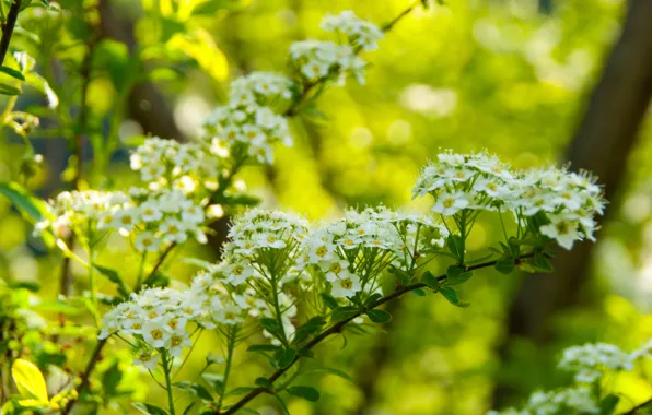 Picture flowers, nature, mush