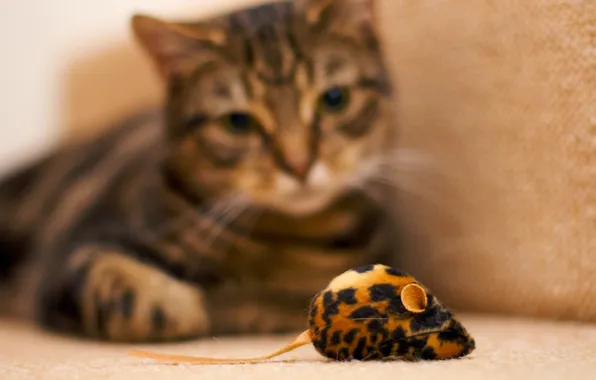 Mouse, Cat, observations, toy