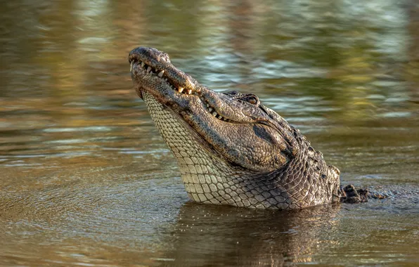 Look, face, water, pose, portrait, teeth, crocodile, pond