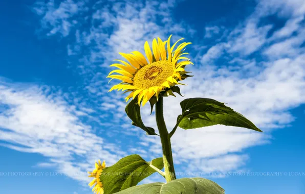 The sky, clouds, sunflower