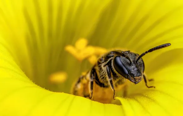 Flower, macro, yellow, bee