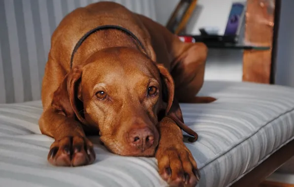 Picture devotion, red, longing, waiting for, Dog