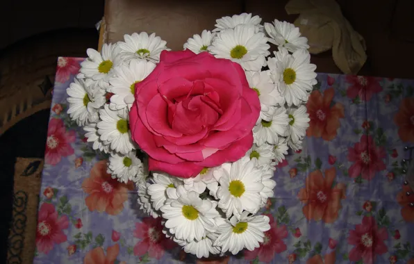 Picture romance, rose, chrysanthemum, amenities