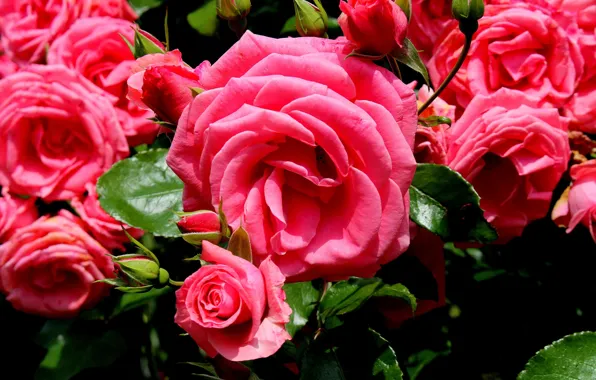 Picture roses, pink, buds